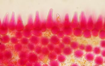 Microscope view of a red <em>Calibrachoa</em> flower's petal. The plant is also known as million bells.